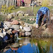 a man curtails plant between stones for the garden pond